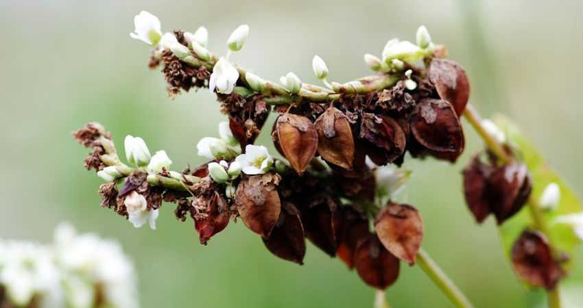 semi di grano saraceno in fiore