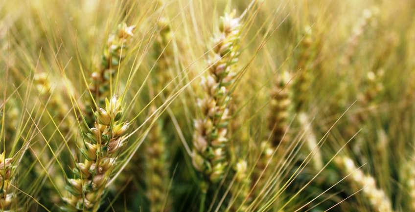 spighi di grano frumento in maturazione