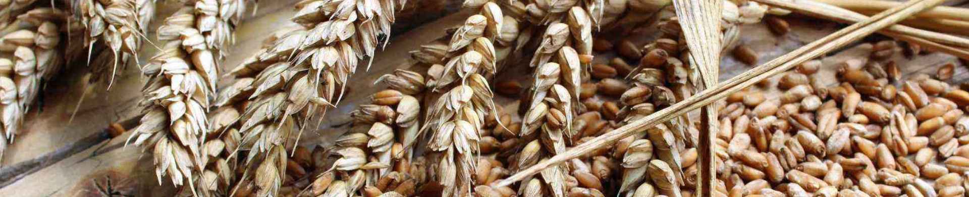 spighe di grano per farina