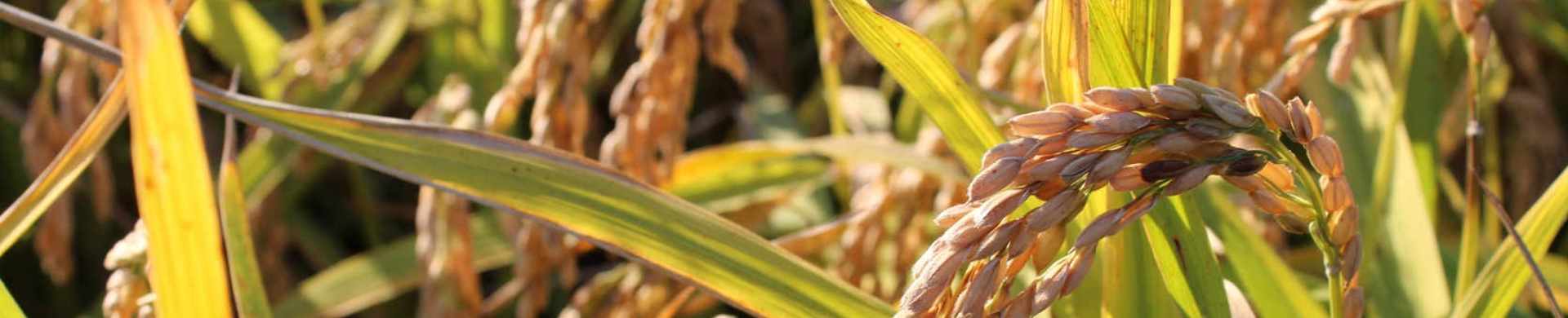 spighe riso in risaia