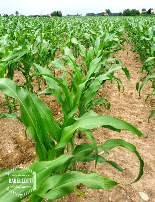campo di mais ottofile